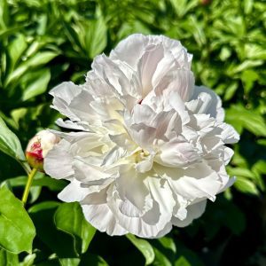 Paeonia lactiflora 'Shirley Temple'