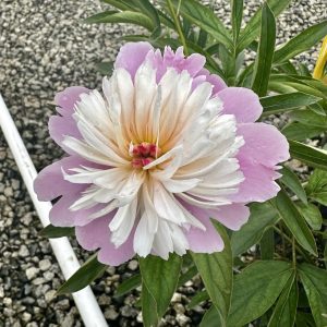 Paeonia lactiflora 'Sorbet'