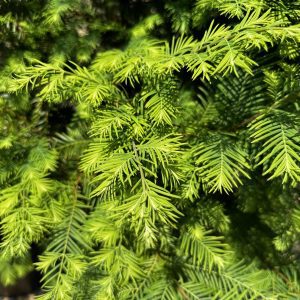 Metasequoia glyptostroboides 'JFS-PN3Legacy' Jade Prince®