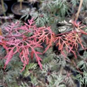 Acer palmatum dissectum 'Orangeola'