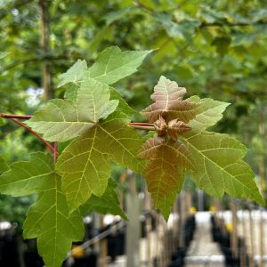Acer rubrum 'Frank Jr.' Redpointe® PP16769