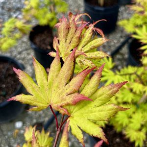 Acer shirasawanym 'Autumn Moon'