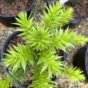 Araucaria araucana