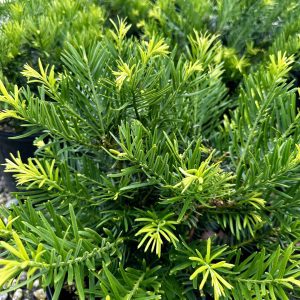 Cephalotaxus harringtonia 'Hedgehog'