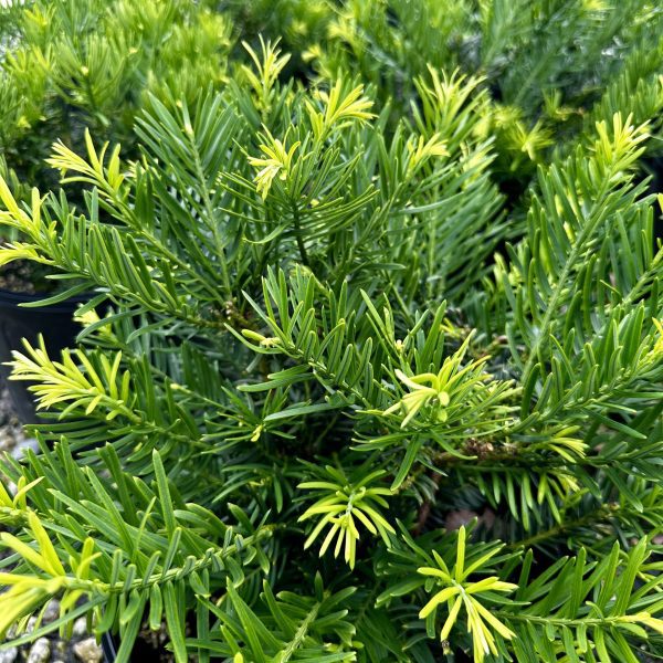 Cephalotaxus harringtonia 'Hedgehog'