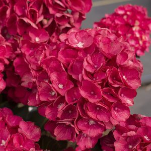 Hydrangea macrophylla 'SK2DAMA' Akadama® PP28860