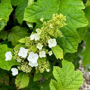 Hydrangea quercifolia 'Sike's Dwarf'
