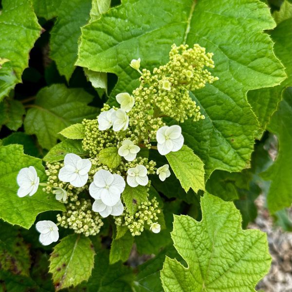 Hydrangea quercifolia 'Sike's Dwarf'