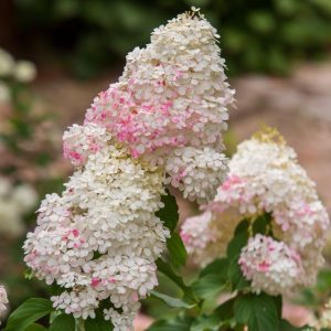Hydrangea paniculata 'RENHY' Vanilla Strawberry® PP20670