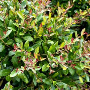 Ilex vomitoria 'Bordeaux'