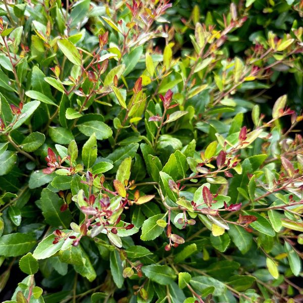 Ilex vomitoria 'Bordeaux'