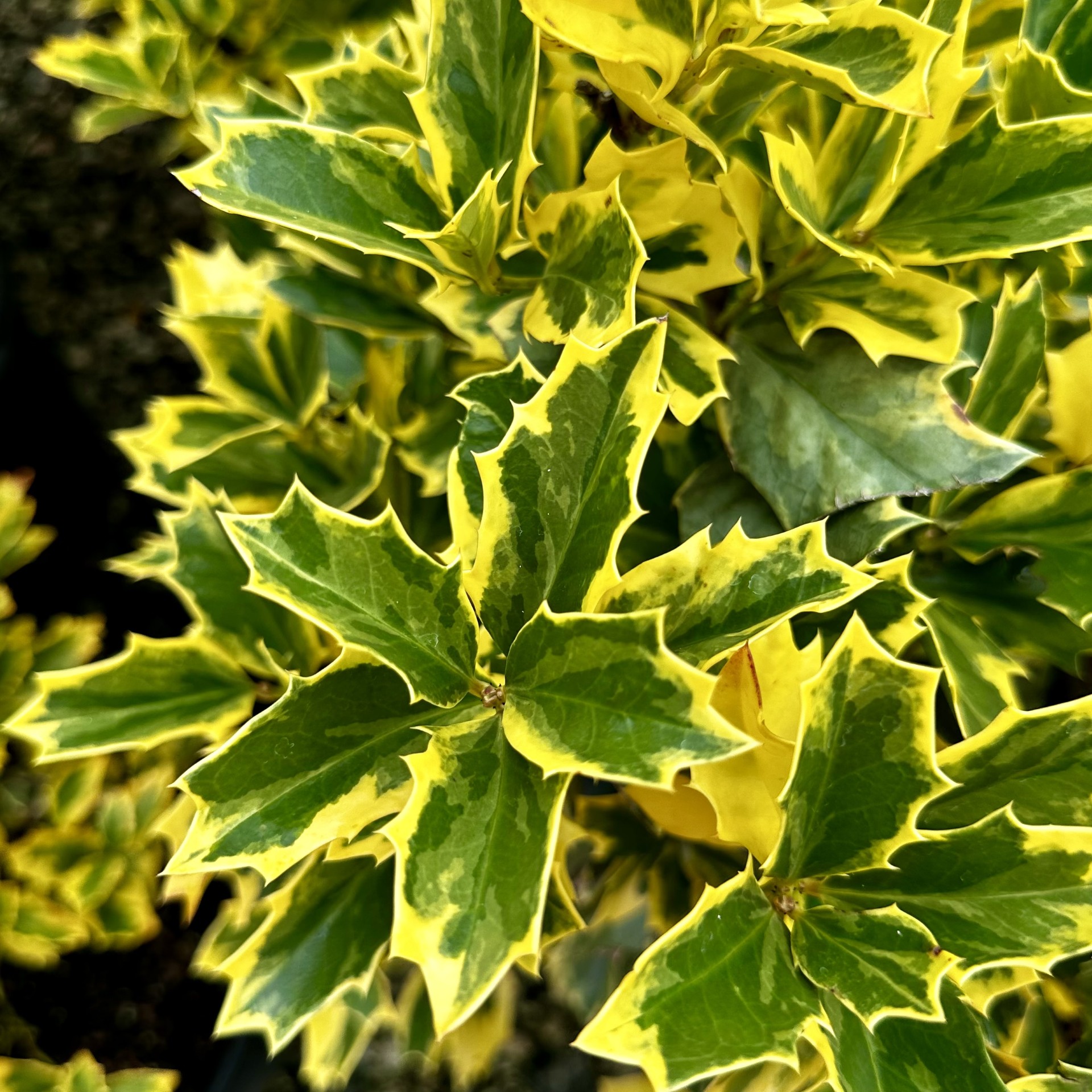 Ilex x 'Solar Flare'
