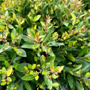 Ilex vomitoria 'Nana'