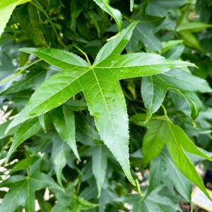 Liquidambar styraciflua 'Slender Silhouette'