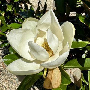 Magnolia grandiflora 'Alta' PP11612