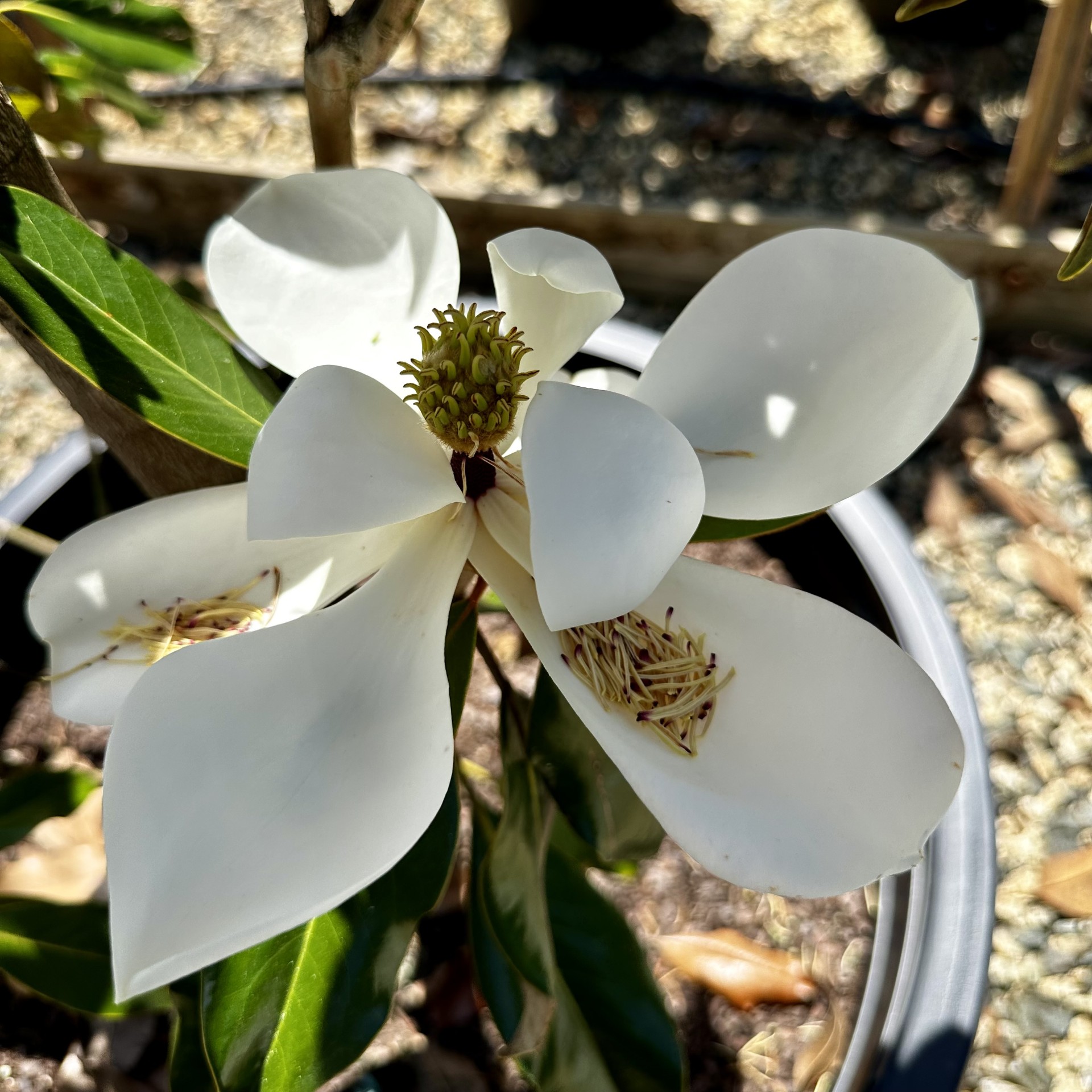 Magnolia grandiflora 'Kay Parris'
