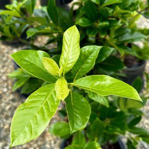 Nyssa sylvatica 'NSUHH' Green Gable™ PP22951