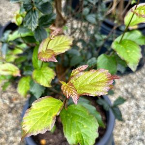 Parrotia persica 'JLColumnar' Persian Spire™ PP24951