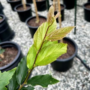 Parrotia persica 'Inge's Ruby Vase' Ruby Vase®