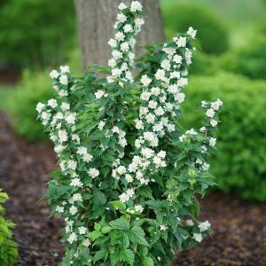 Philadelphus coronarius 'SMNPVG' Illuminati Tower® PP31865