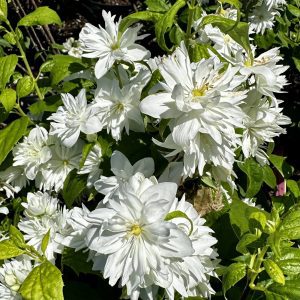 Philadelphus x virginalis 'Miniature Snowflake'