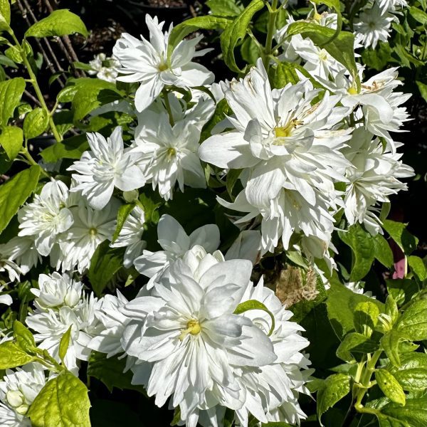 Philadelphus x virginalis 'Miniature Snowflake'
