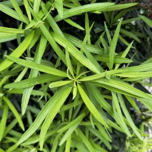 Podocarpus macrophyllus 'Maki'