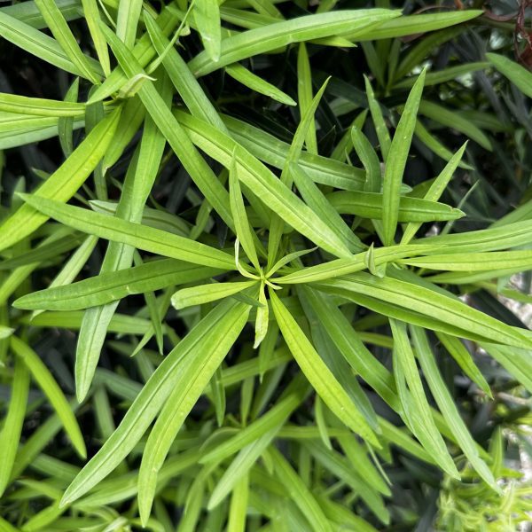 Podocarpus macrophyllus 'Maki'