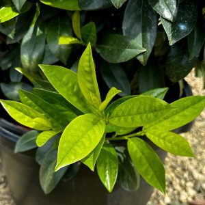 Prunus laurocerasus 'JONG2' Greenfinity PP29890