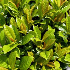 Prunus laurocerasus 'JONG1' Volcano PP29889