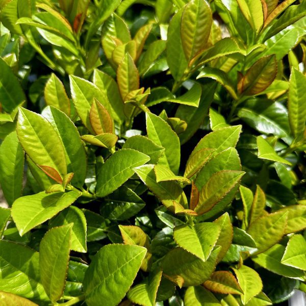 Prunus laurocerasus 'JONG1' Volcano PP29889