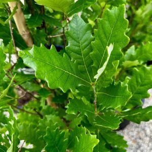 Quercus x warei 'Nadler' Kindred Spirit® PP17604