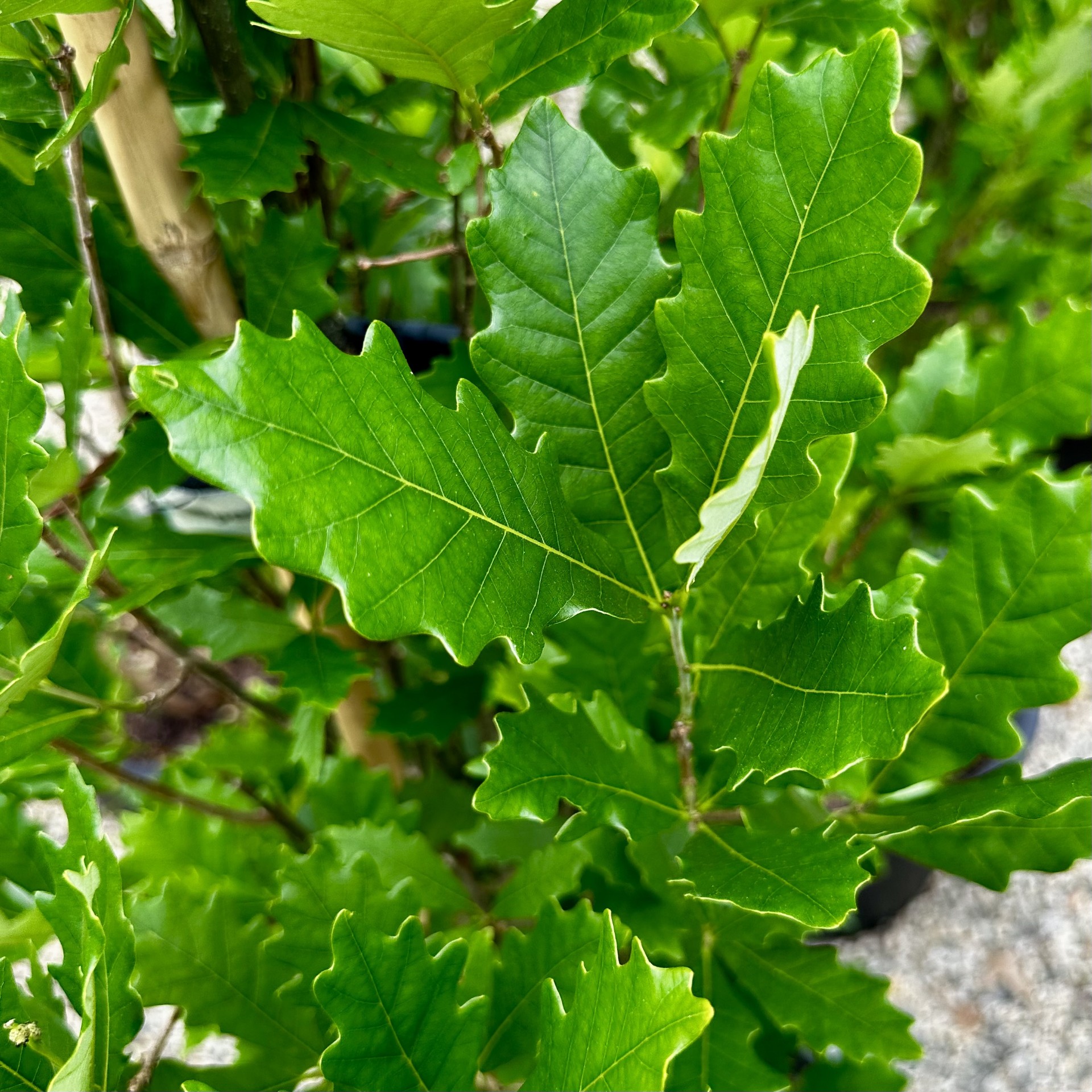 Quercus x warei 'Nadler' Kindred Spirit® PP17604