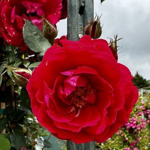 Rosa x 'Radramblin' Ramblin' Red® PP14270
