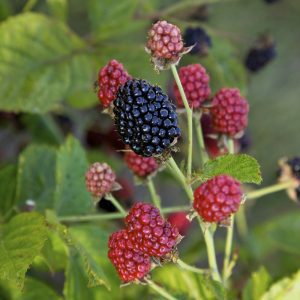 Rubus 'APF-236T' Bushel and Berry® Baby Cakes® PP27032