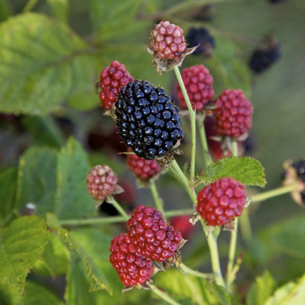 Rubus 'APF-236T' Bushel and Berry® Baby Cakes® PP27032
