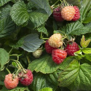 Rubus 'NR7' Bushel and Berry® Raspberry Shortcake® PP22141