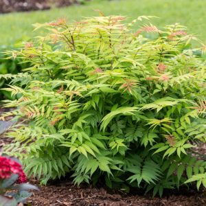 Sorbaria sorbifolia 'Bococot' Cherry On Top™ PP33639