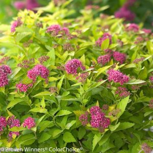 Spiraea japonica 'Yan' Double Play® Gold PP21615