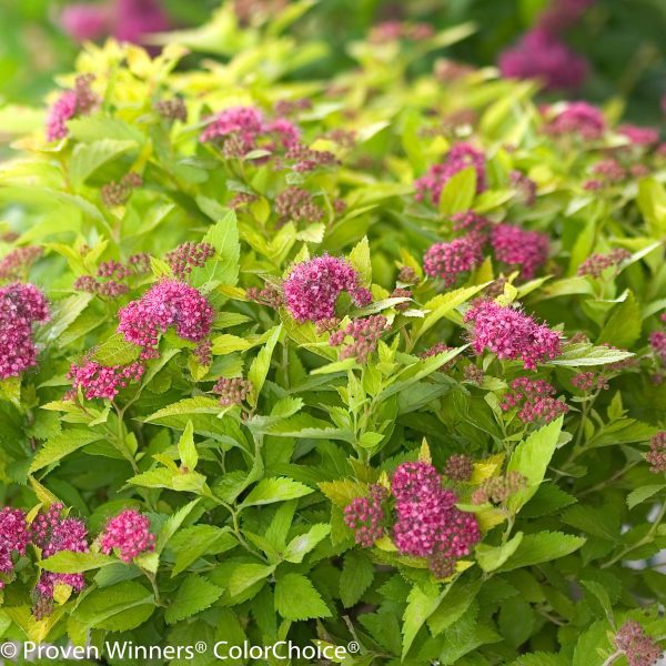 Spiraea japonica 'Yan' Double Play® Gold PP21615