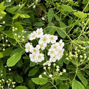 Spiraea x vanhouttei 'Renaissance'