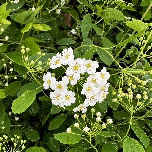 Spiraea x vanhouttei 'Renaissance'