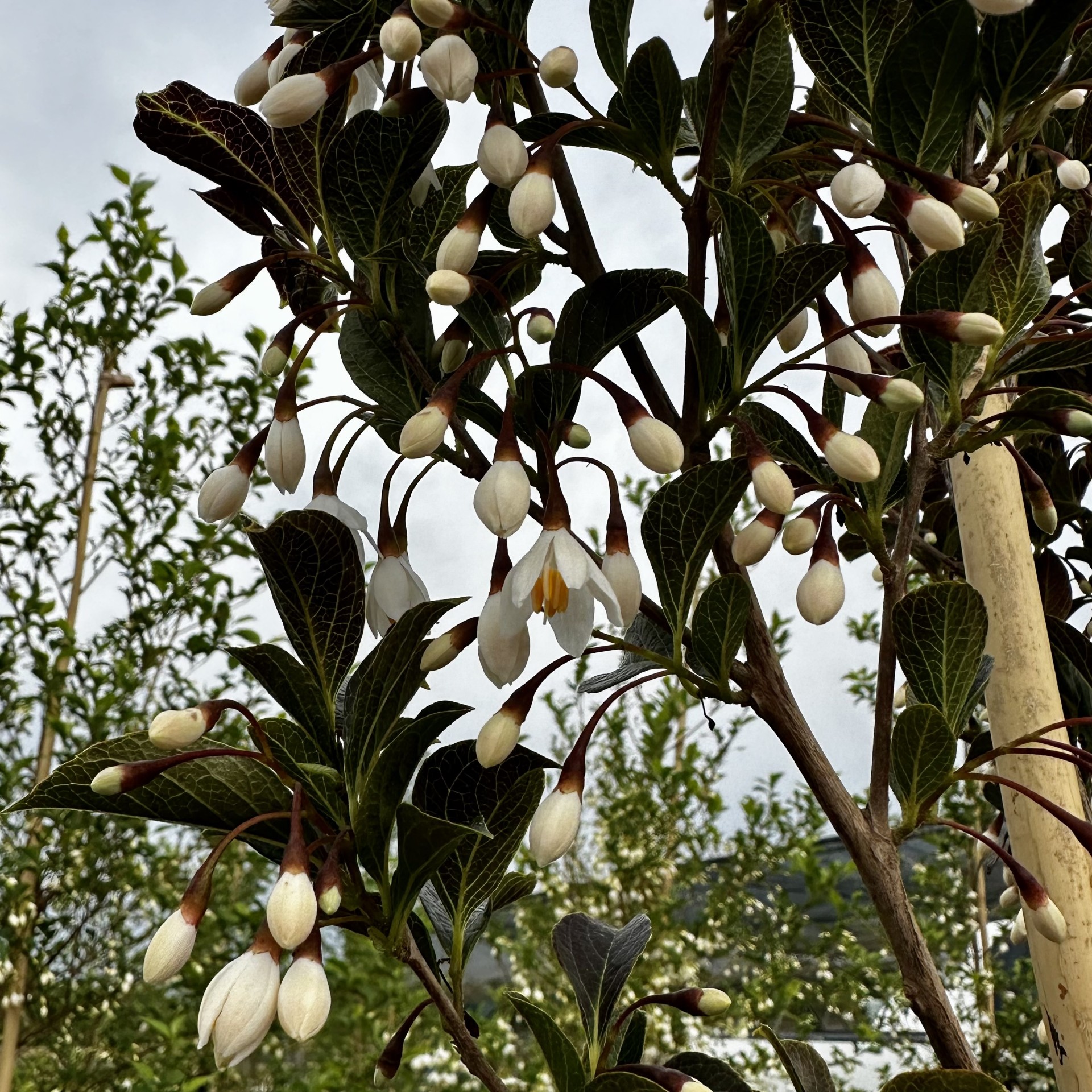 Styrax japonicus 'Evening Light' PP24168