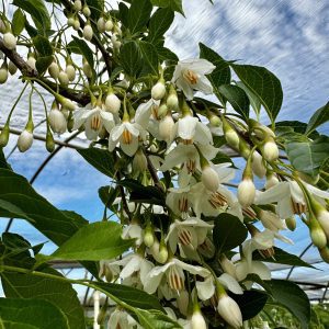 Styrax japonicus 'Fragrant Fountain' PP19664