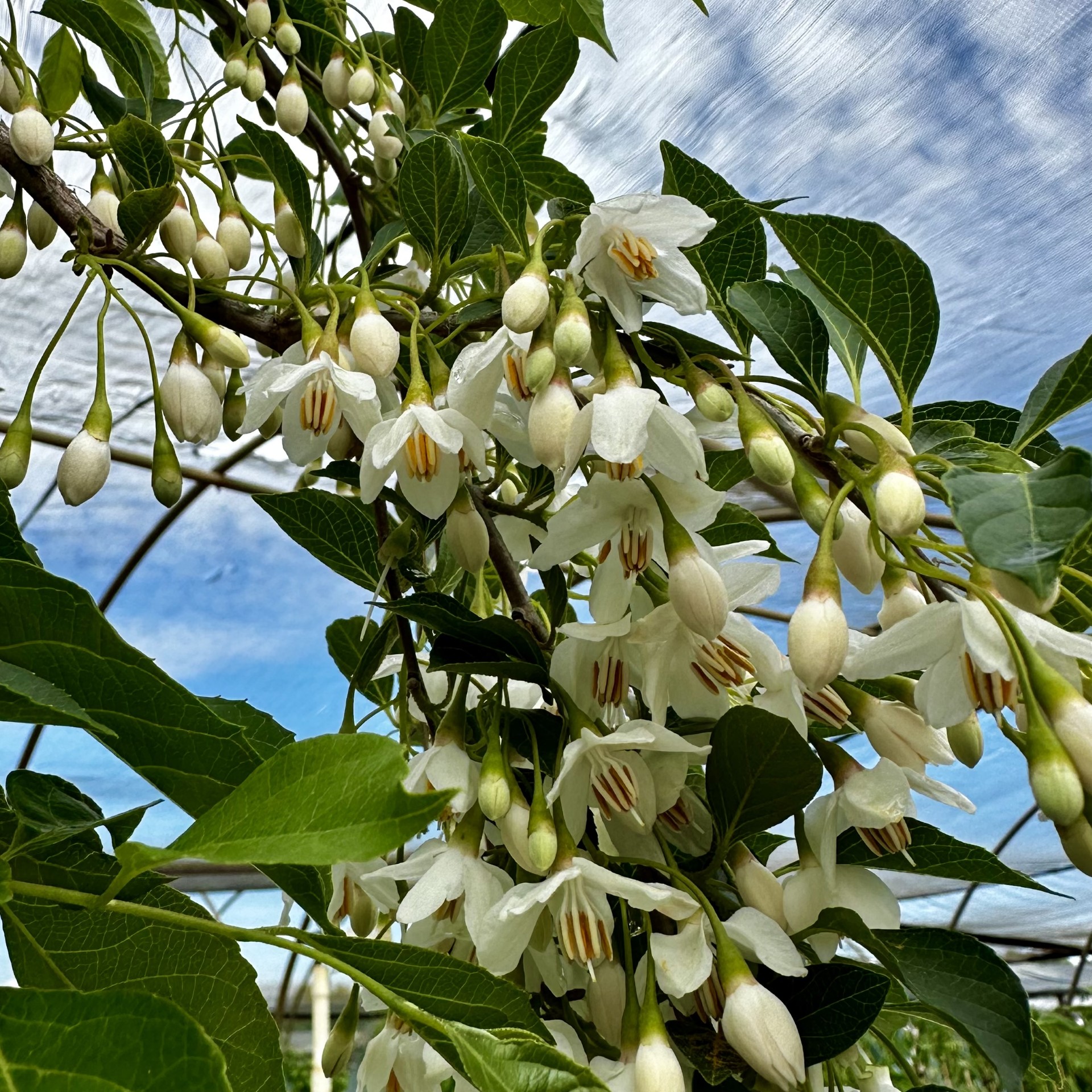 Styrax japonicus 'Fragrant Fountain' PP19664