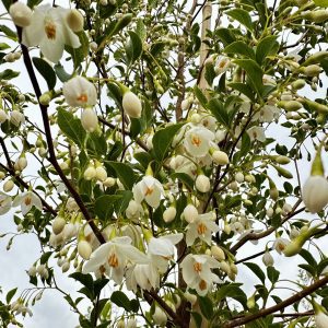 Styrax japonicus