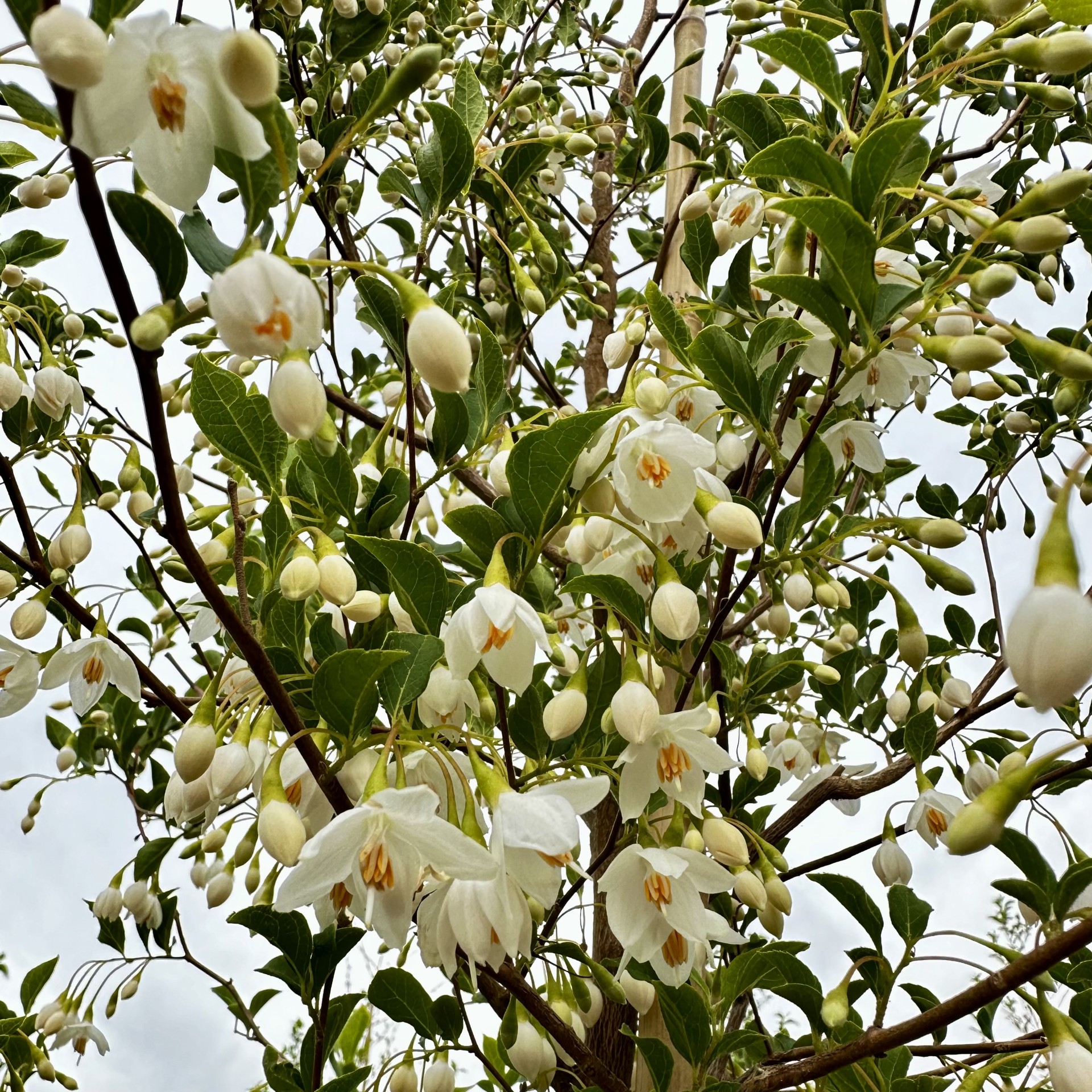 Styrax japonicus