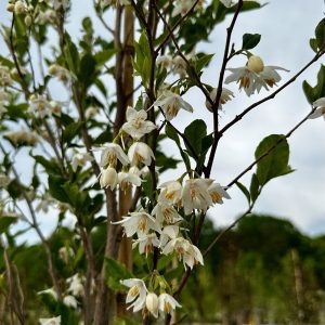 Styrax japonicus 'Spring Showers'