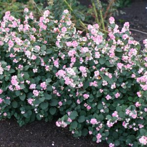 Symphoricarpos doorenbosii 'Kolmpica' Pinky Promise™ PPAF