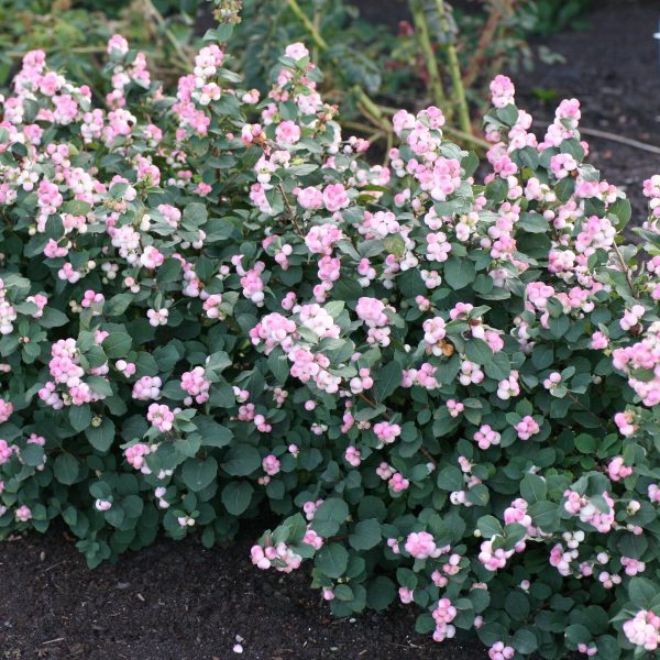 Symphoricarpos doorenbosii 'Kolmpica' Pinky Promise™ PPAF